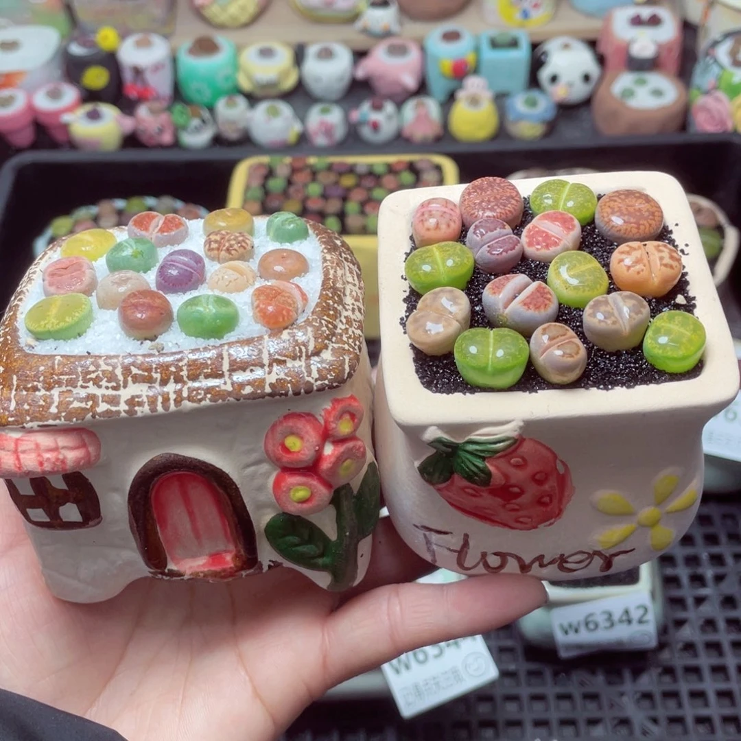 w6346 带盆土发货-零下地区拍保温箱