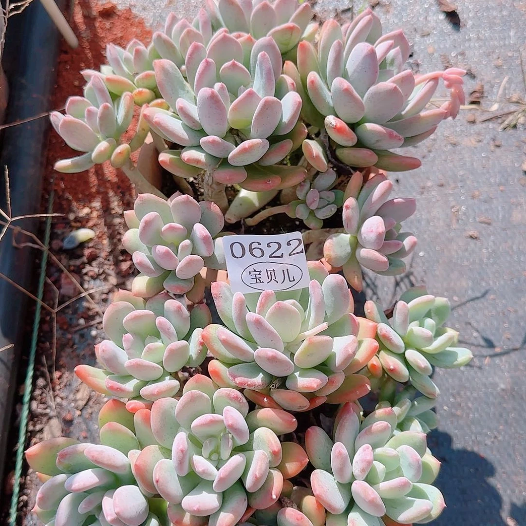 0622包邮包邮包邮