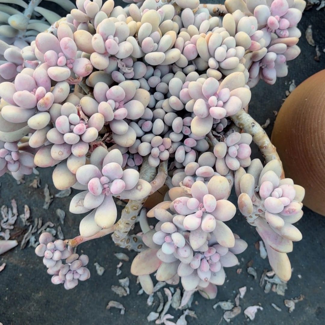 浅***唇桃蛋64。