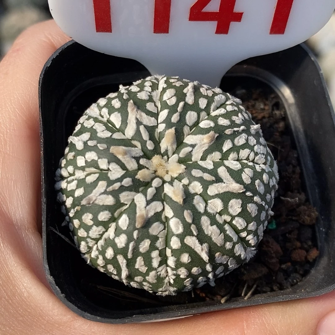 1141v兜一了特价秒