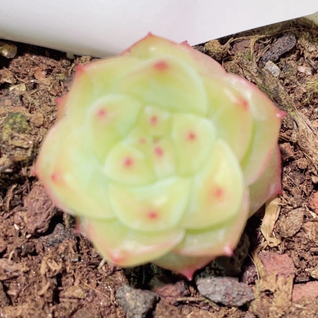 快**狗43号糖心冰心珍妮