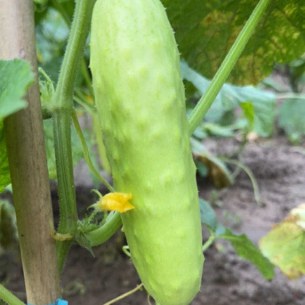 自家种植水果白黄瓜3斤(29.9元)包邮到家黄瓜同城送黄瓜同城配白黄瓜