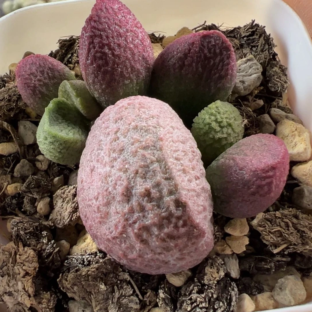 月熙水泡多肉植物水泡