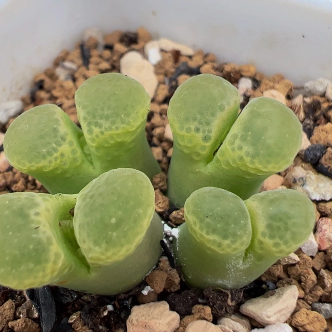 80多肉植物百科红河
