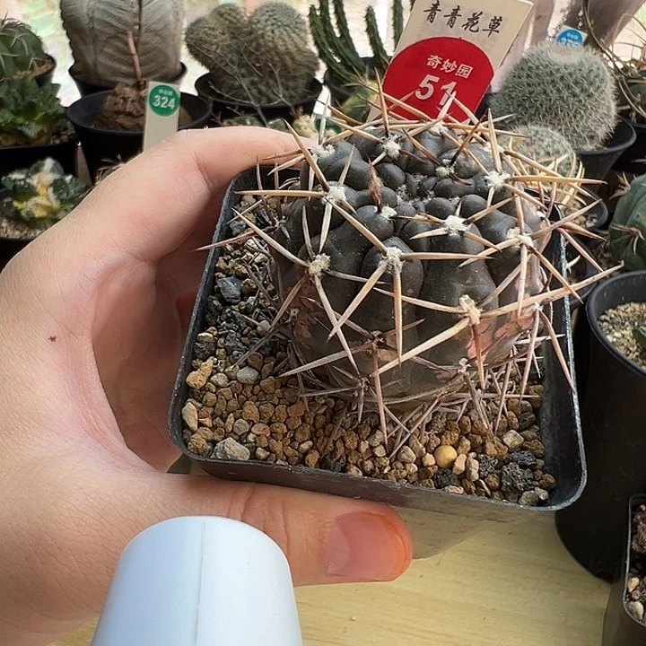 实生强刺九纹龙4.6cm有疤
