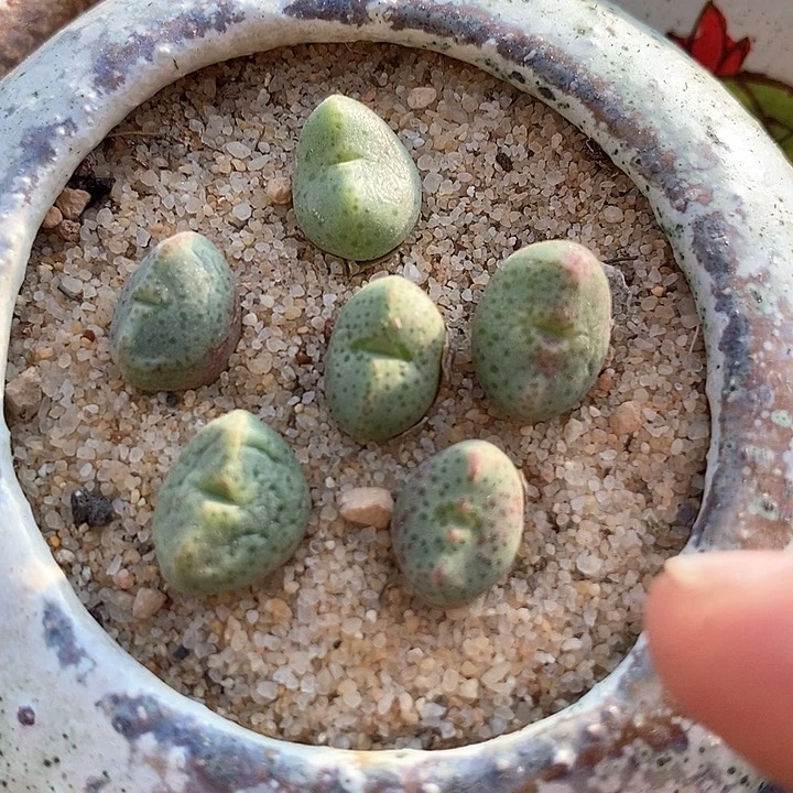 19523绿豆糕一颗