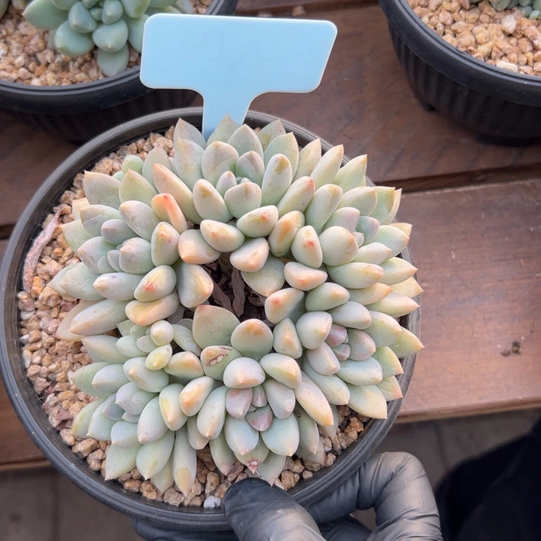 大叶奶糖1111111111