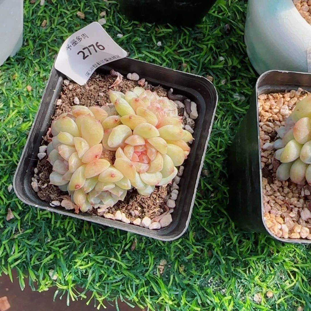 黑***妮梦幻珍妮，2776多肉