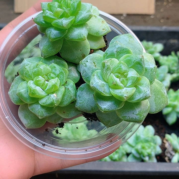 珍妮多肉珍妮多肉