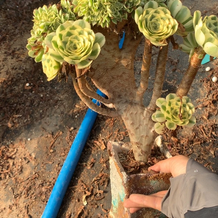 迈巴赫朵朵脱土发货