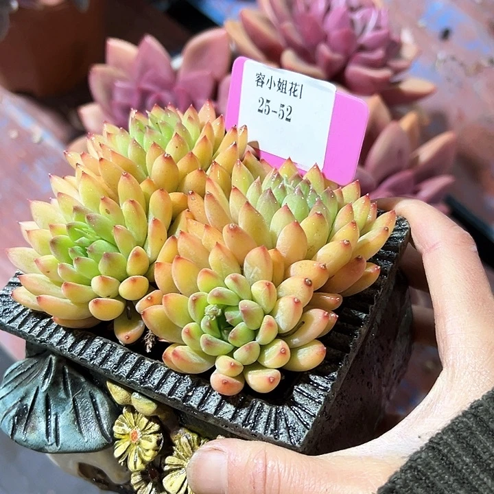 25.52甲骨文2个多肉