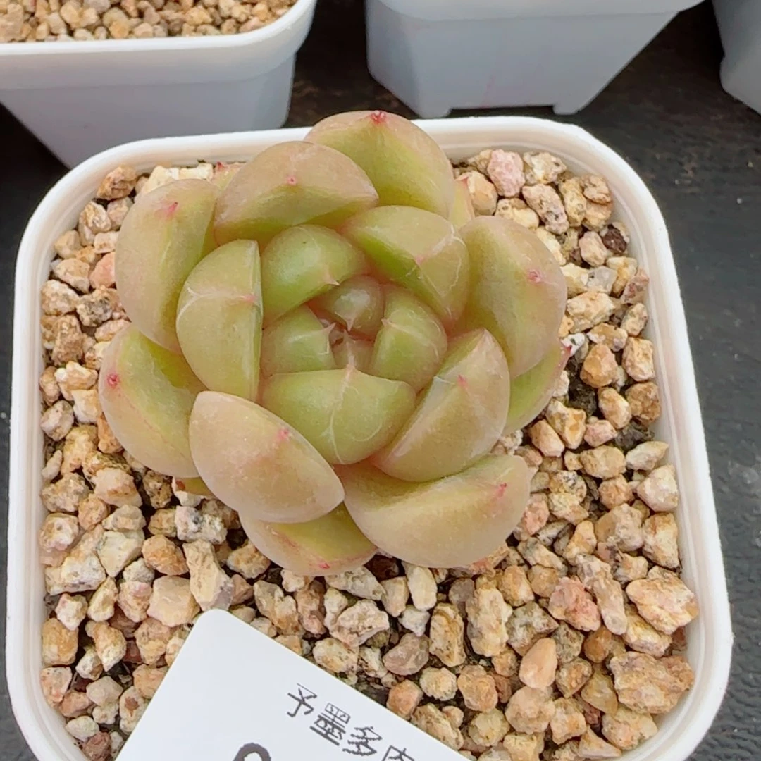 皮埃拉珍妮，9067多肉植物
