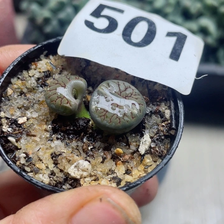 501线富贵母本怪