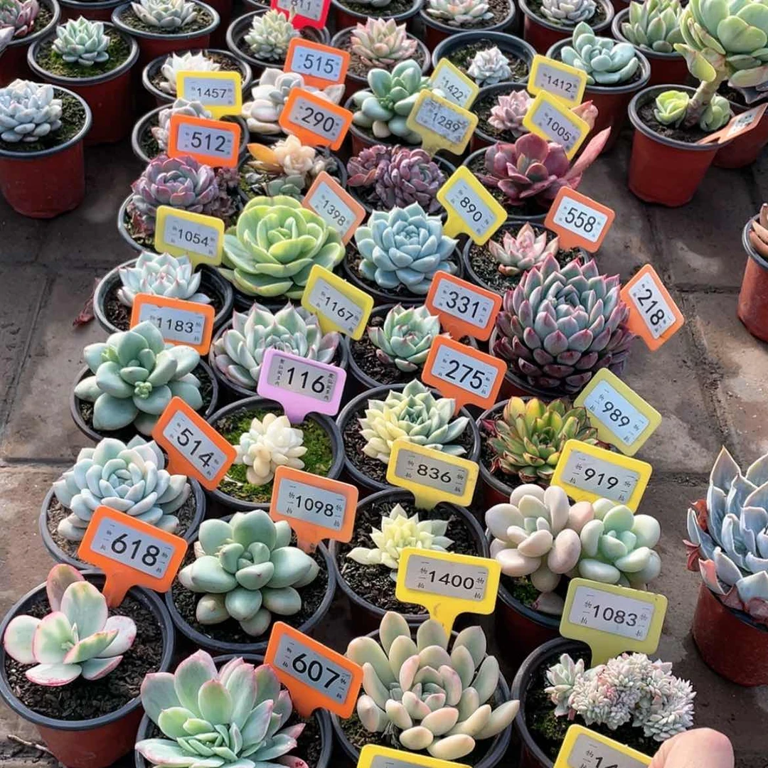 【闪购商品】1433号