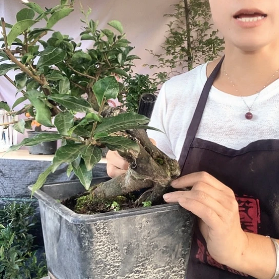 无花朵水晶葫芦。