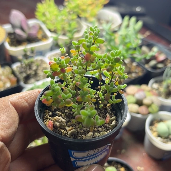 蜜橘糖球可爱多肉070