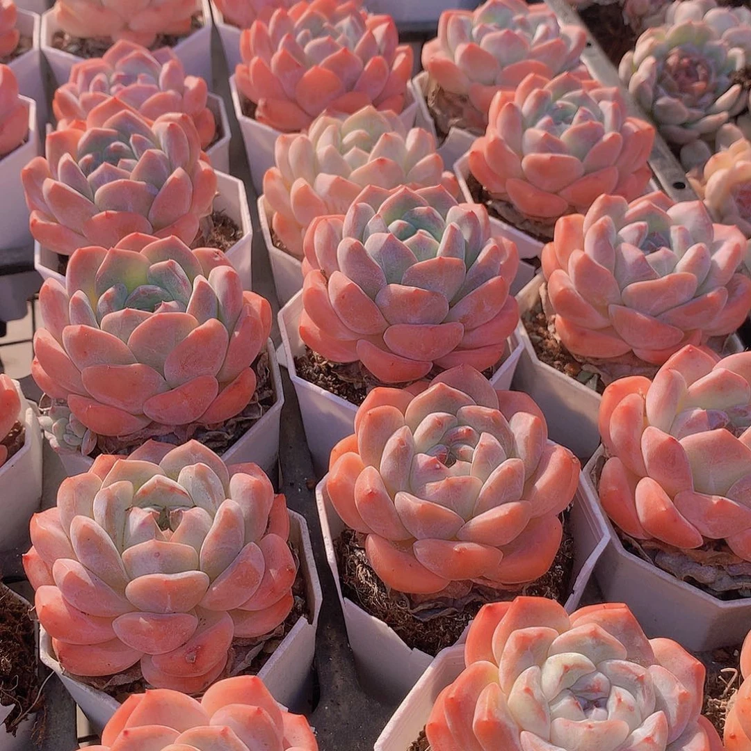 冰橙2456788999000000