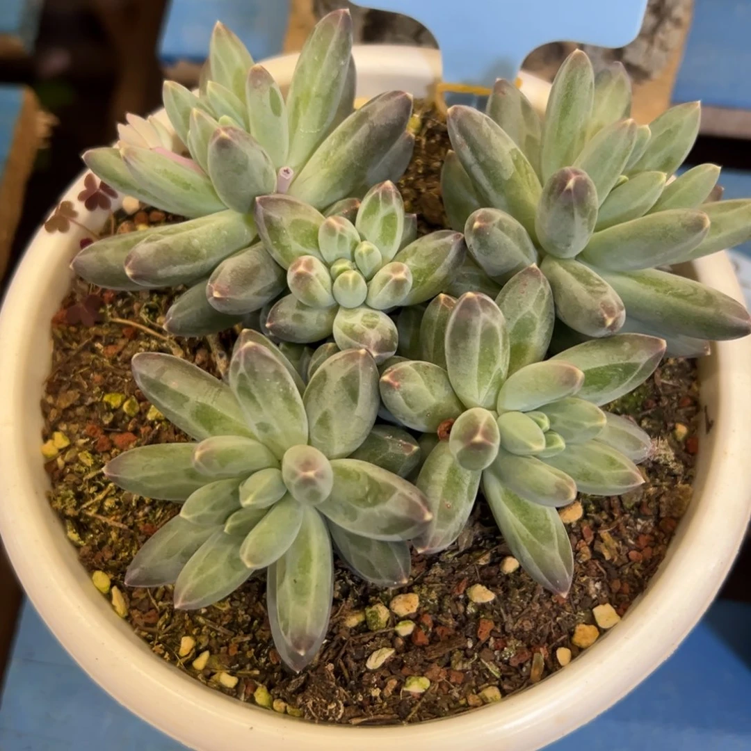 韩***肉350112-38伊卡鲁斯