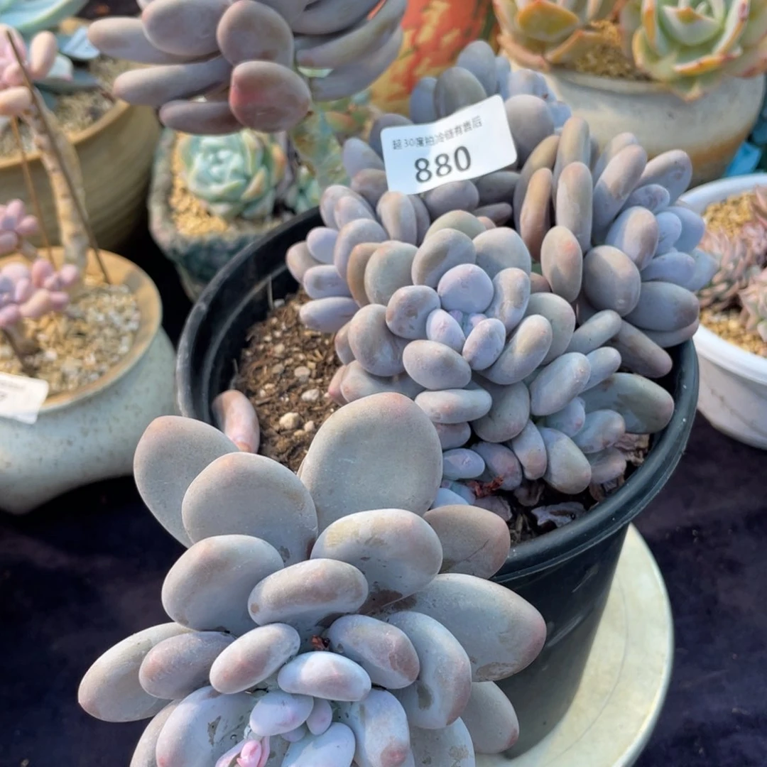 淼****y880桃美人群生多肉植物老桩