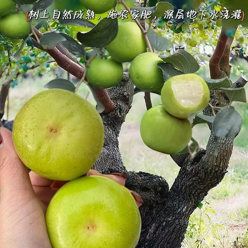 【老沙严选】雲枣云南当季酥脆多汁苹果枣 礼盒3.5斤