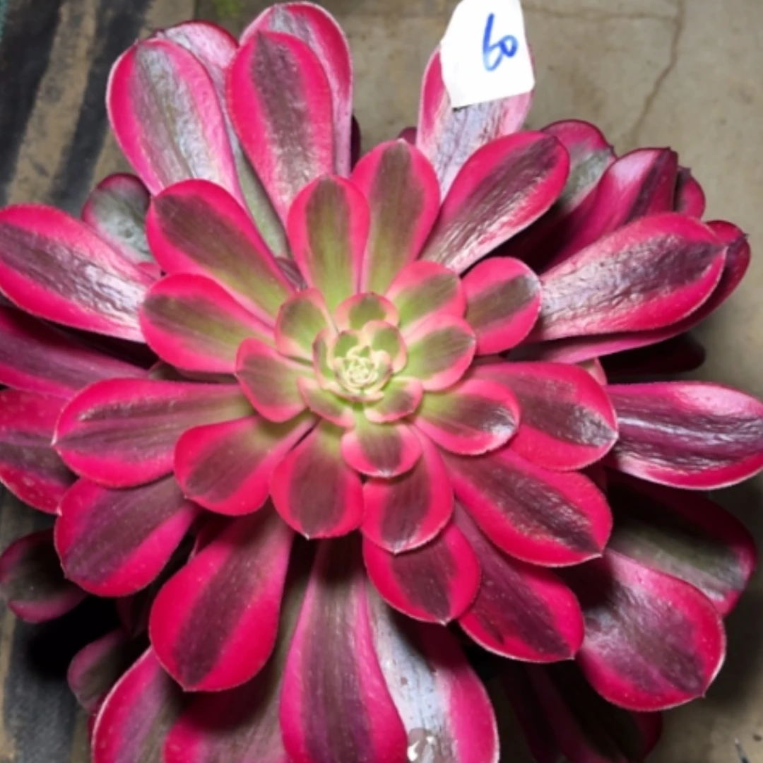 【闪购商品】60美杜莎多肉法师