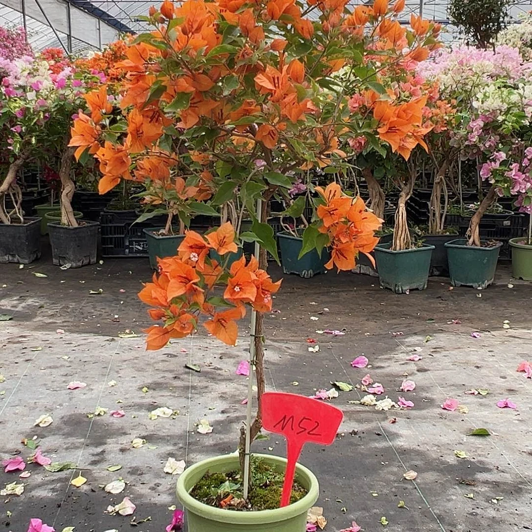 敲***盘大部分花苞少量开放M52橙桑巴