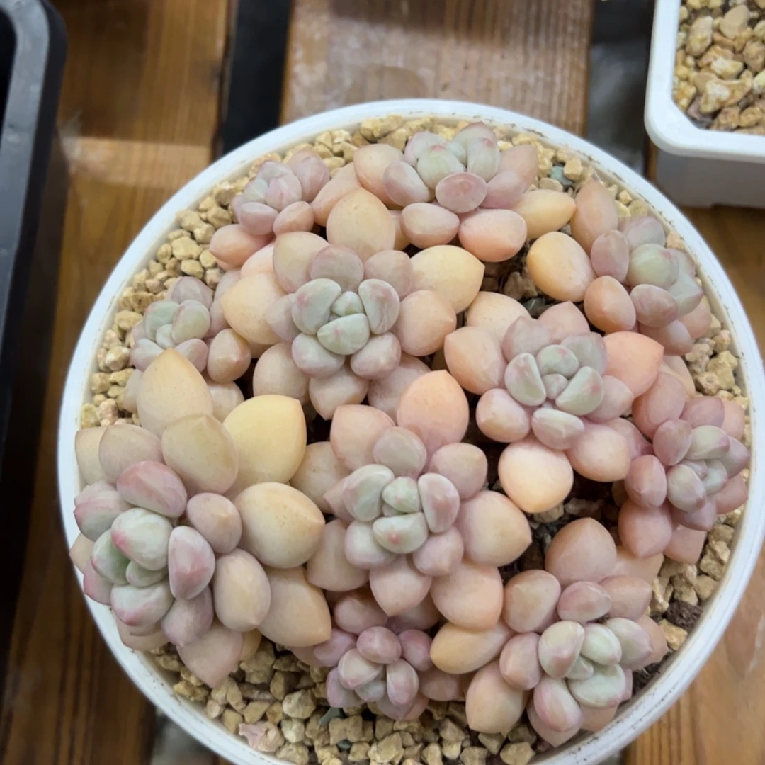 张张精品多肉甄选泡泡糖