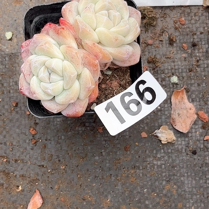 蜗*多肉植物一物一拍