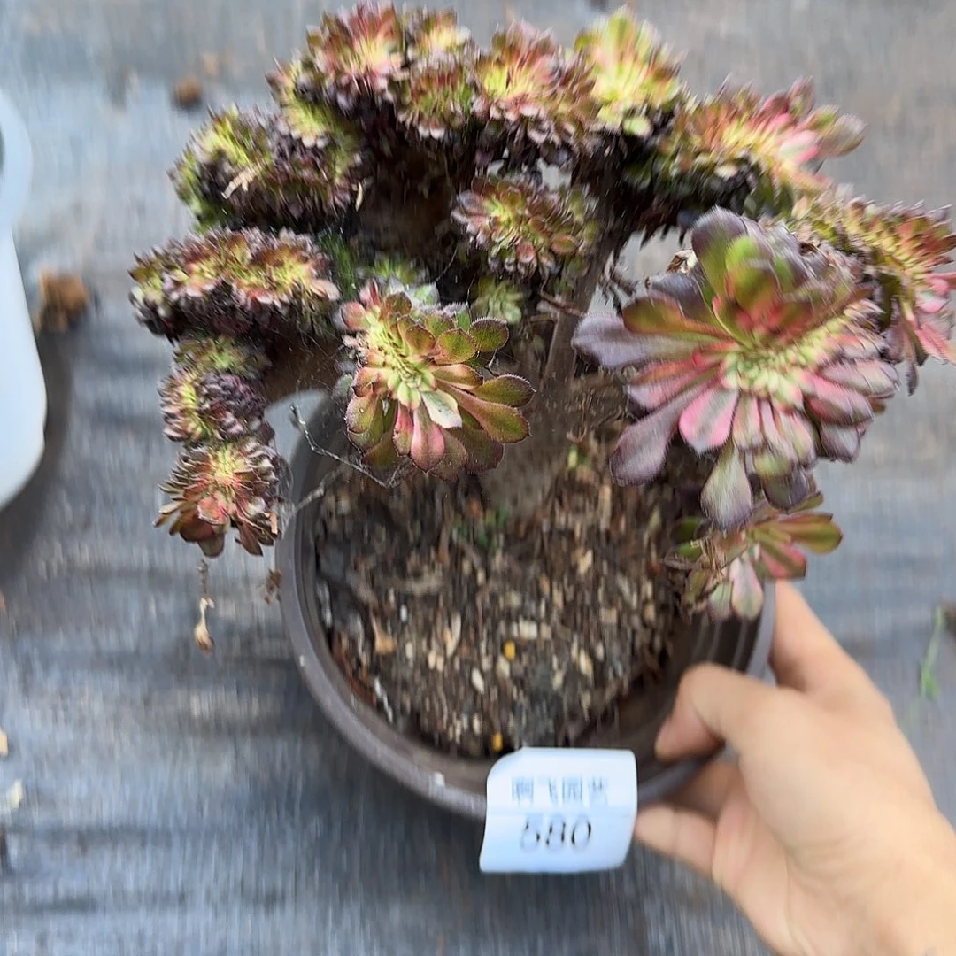 580多肉 红颜缀福利