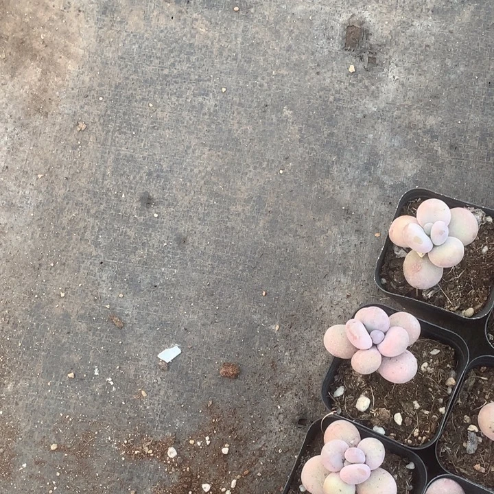 牡丹亭群12个。 芒果2个。 包邮。