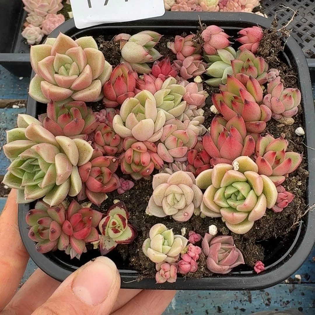 杂交新品珍妮多肉1914