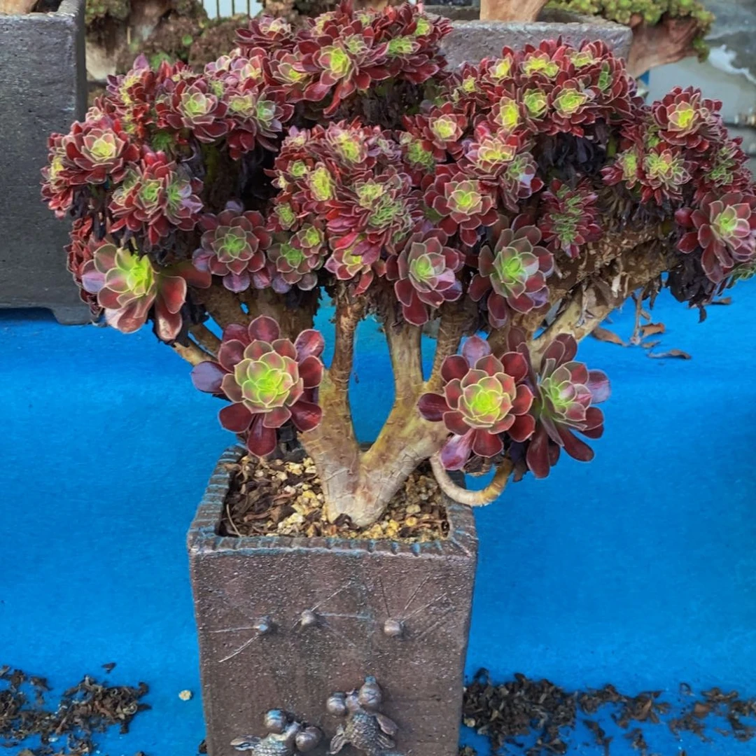 法师 老桩 所见即所得