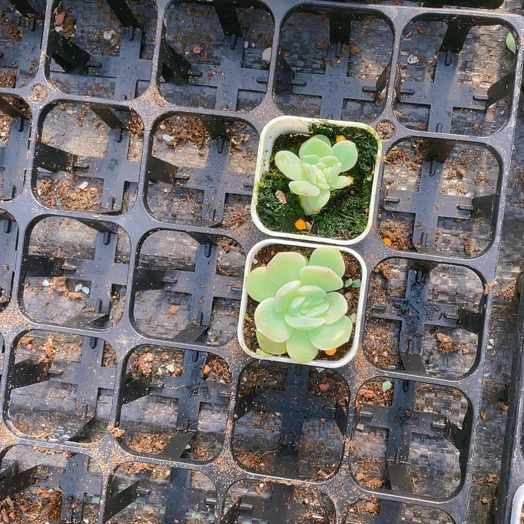 楚*442缀二个中盆一个满25包邮