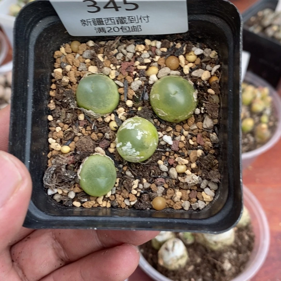 多肉蛋炒饭感谢您相伴345