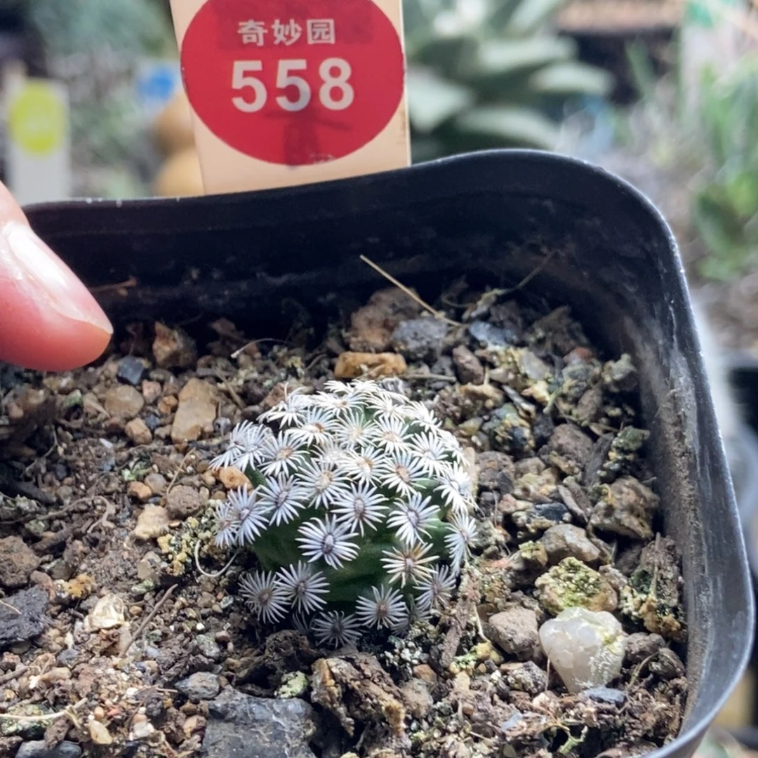 实生红花克氏丸2.2cm一棵仙人球