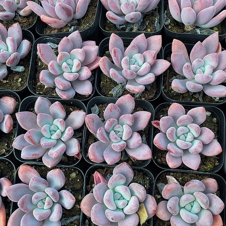 奥普2.8带盆土发货