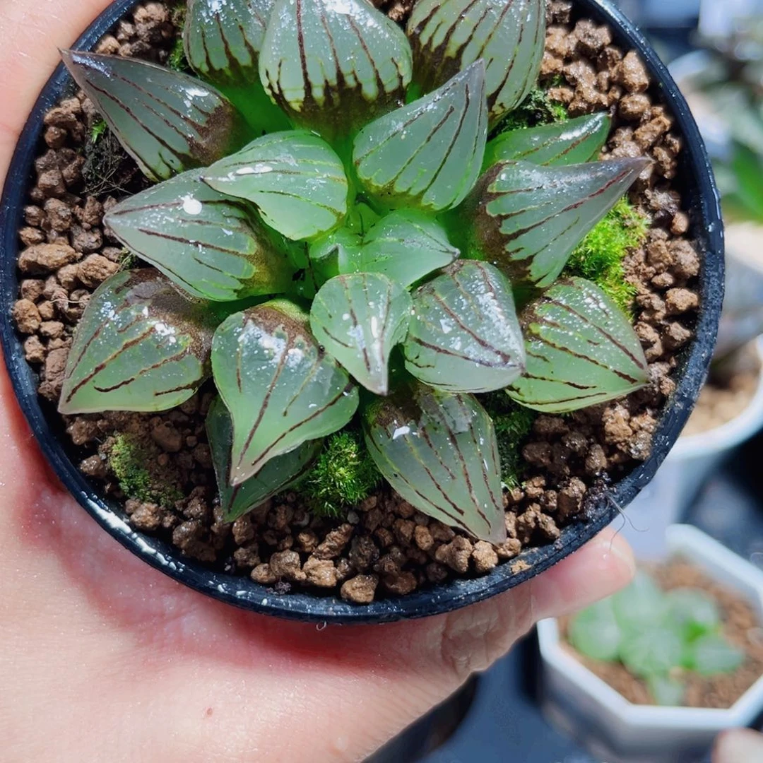 西瓜寿多肉植物6666