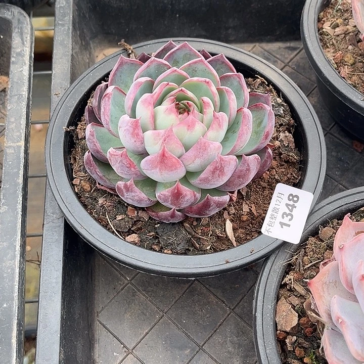 阿雅园艺。       1348惊鸿