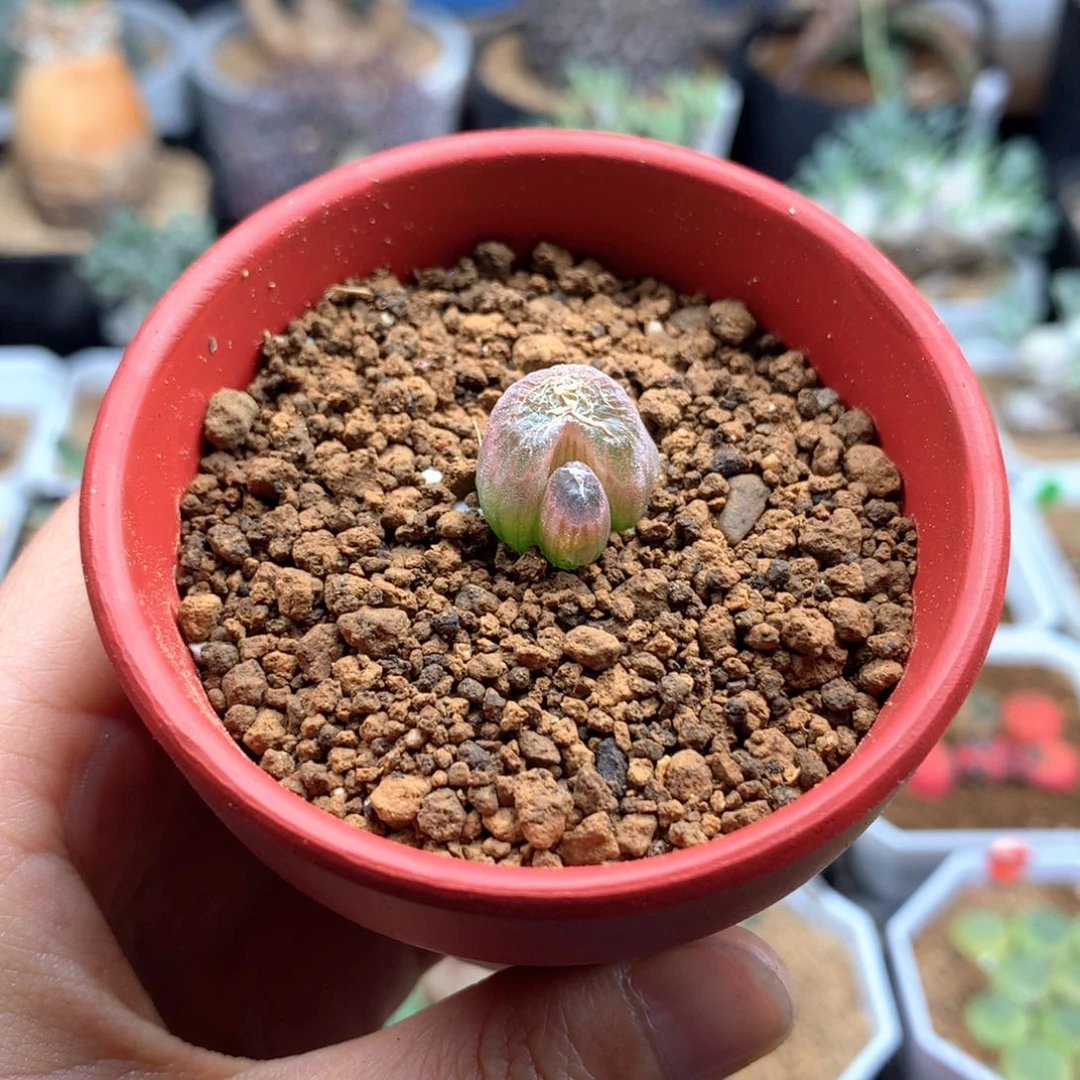 隔****叔佛座箍带盆多肉