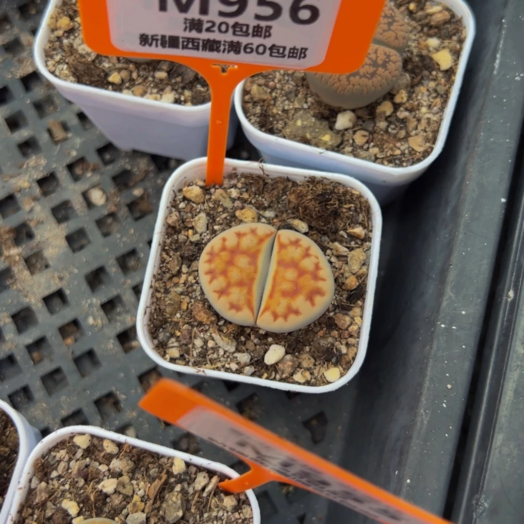 956 一物一拍，默认有伤，介意勿拍，不退不换