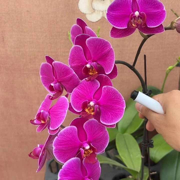 完全开放083蝴蝶兰实生