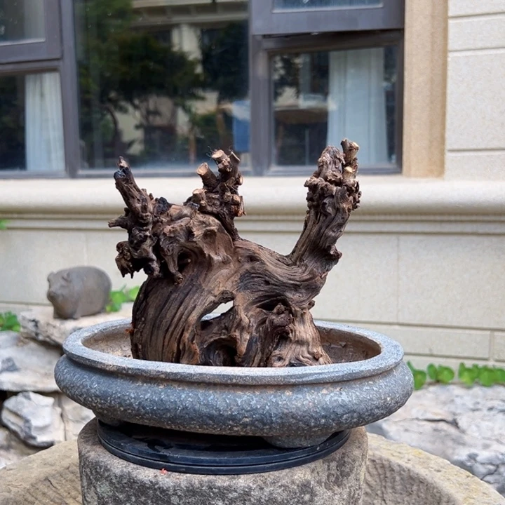 水***华无花朵金丝红木羊蹄甲
