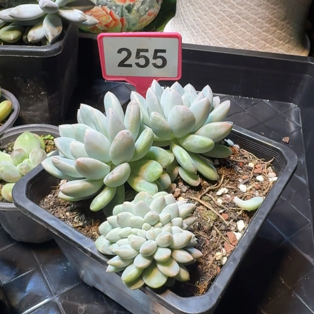 多肉植物奶糖缀255