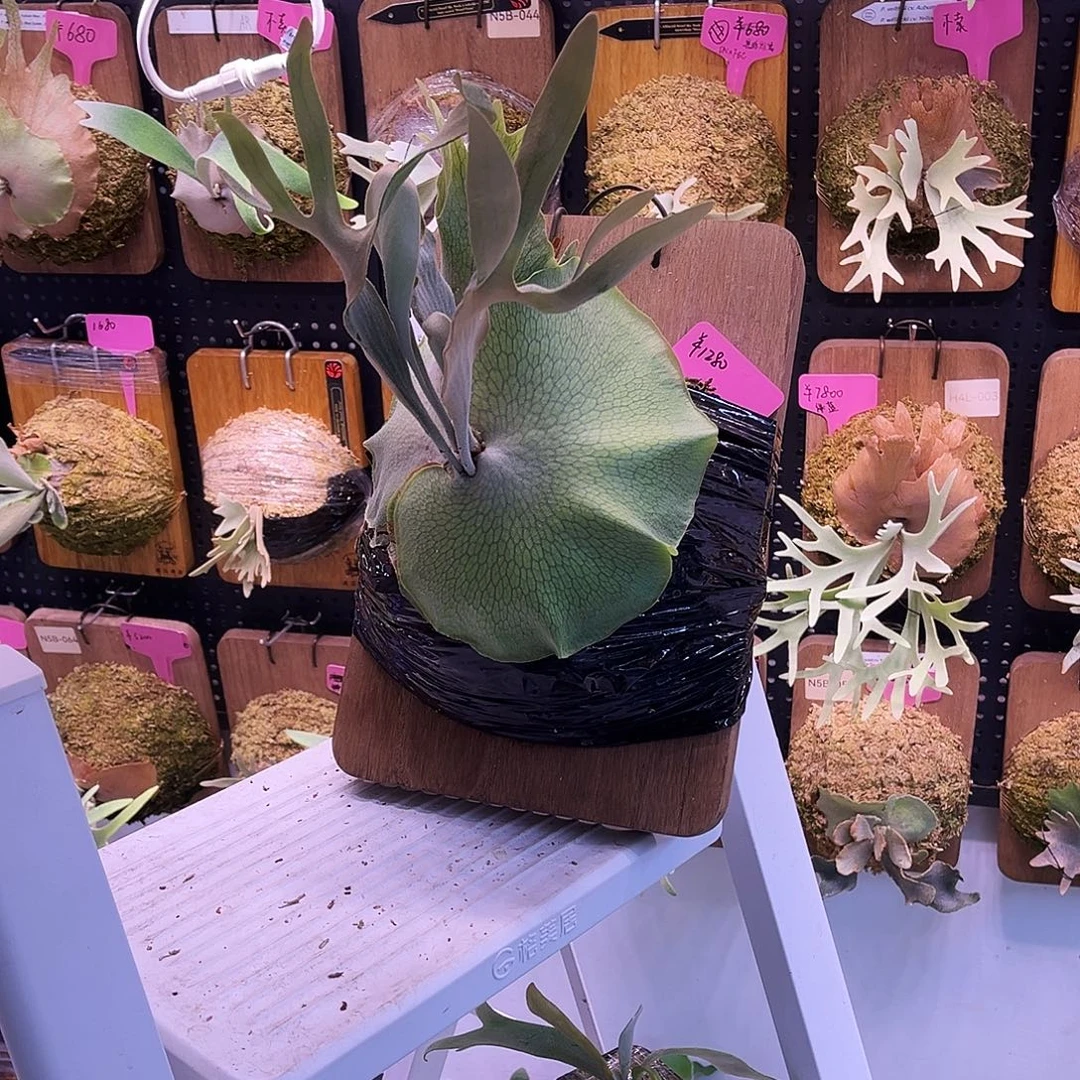 tk omo banna鹿角蕨