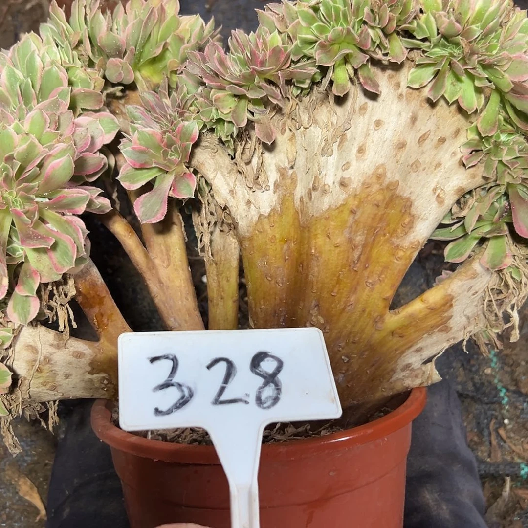 多肉植物女神缀花328