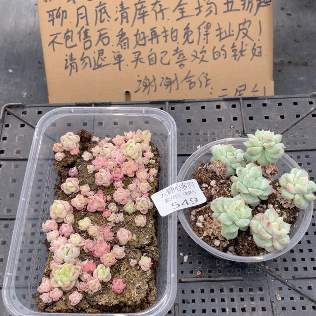 云糖心多肉植物549