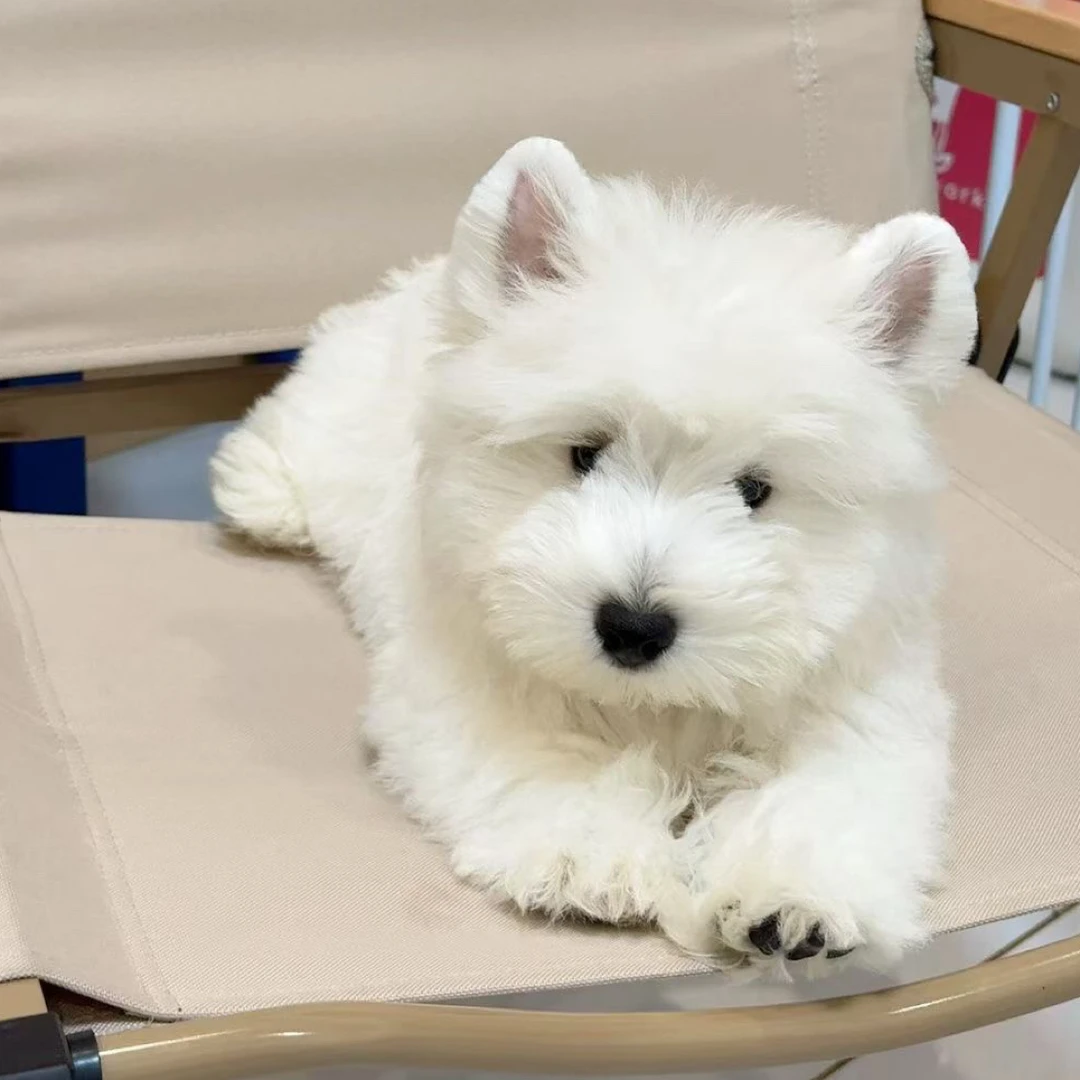 沪宠乐园西高地选狗点菜专属链接西高地犬萨摩耶狗狗小狗