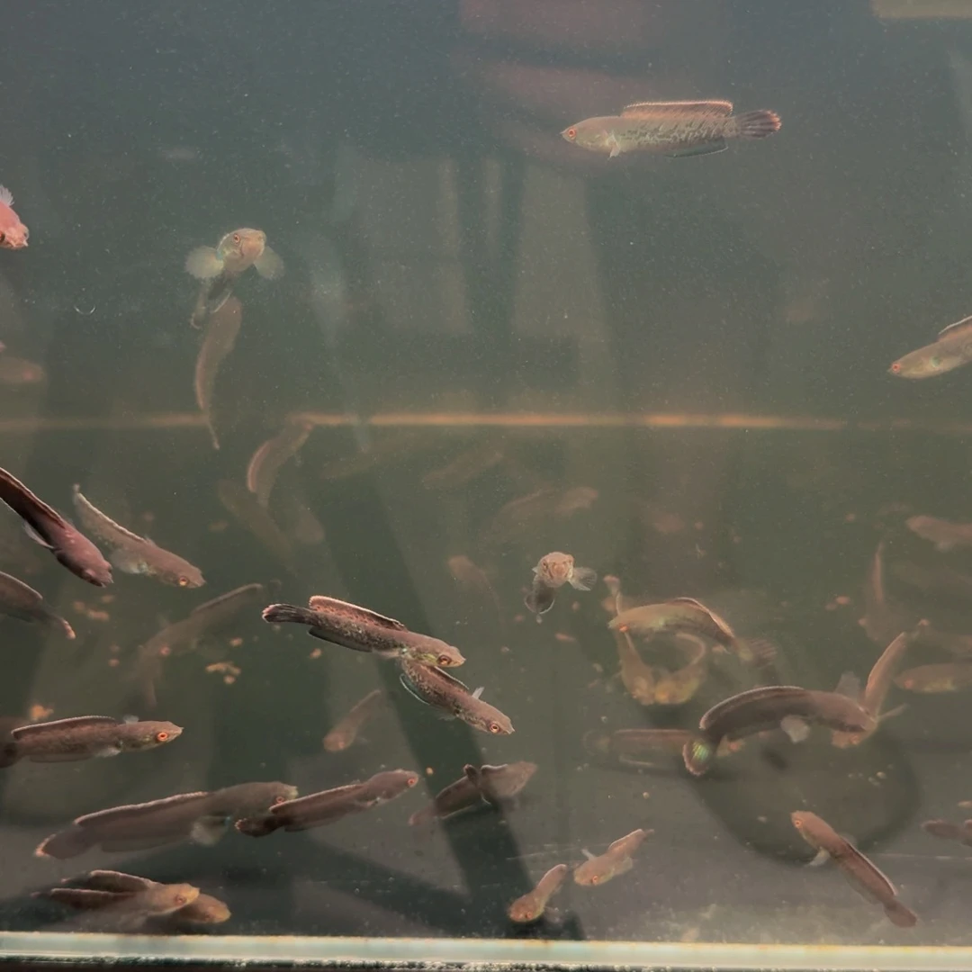 鬼王雷龙5厘米送饲料