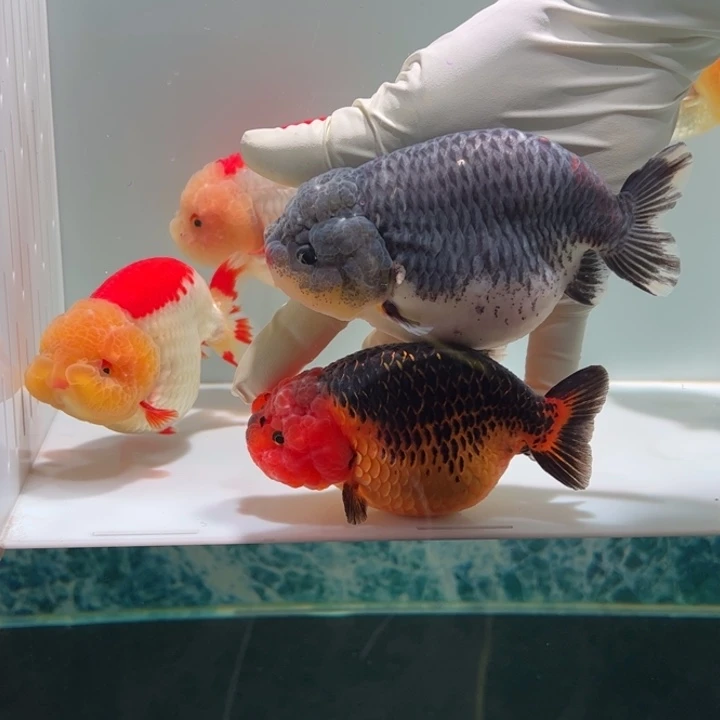 海水鱼两条兰寿aaaaaaa