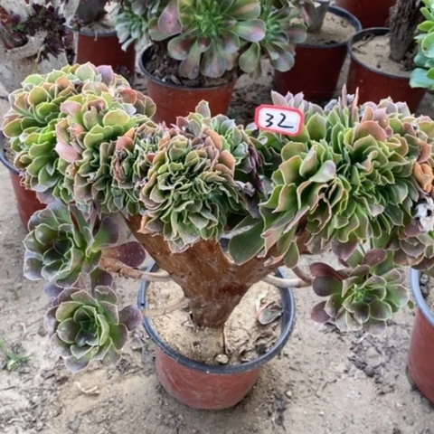 玫瑰缀化一物一拍